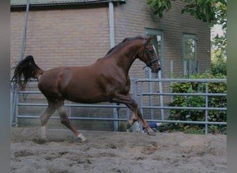 KWPN, Stute, 5 Jahre, 167 cm, Fuchs