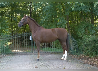 KWPN, Stute, 5 Jahre, 167 cm, Fuchs