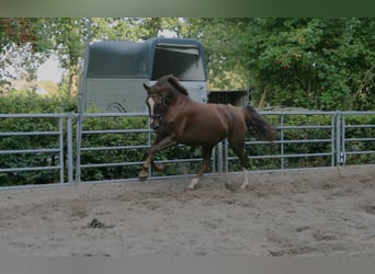 KWPN, Stute, 5 Jahre, 167 cm, Fuchs