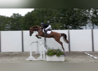 KWPN, Stute, 5 Jahre, 167 cm, Fuchs
