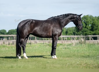 KWPN, Stute, 5 Jahre, 167 cm, Rappe