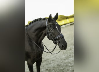 KWPN, Stute, 5 Jahre, 167 cm, Rappe