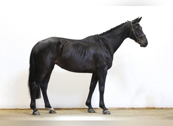 KWPN, Stute, 5 Jahre, 167 cm, Rappe
