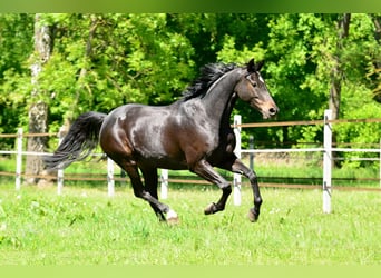 KWPN, Stute, 5 Jahre, 167 cm, Schwarzbrauner