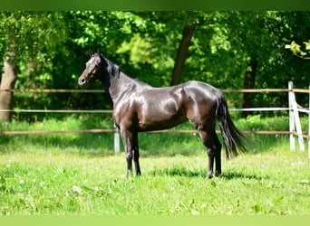 KWPN, Stute, 5 Jahre, 167 cm, Schwarzbrauner