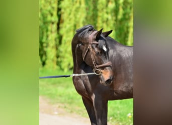 KWPN, Stute, 5 Jahre, 167 cm, Schwarzbrauner