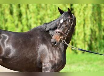KWPN, Stute, 5 Jahre, 167 cm, Schwarzbrauner