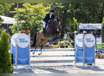 KWPN, Stute, 5 Jahre, 168 cm, Brauner