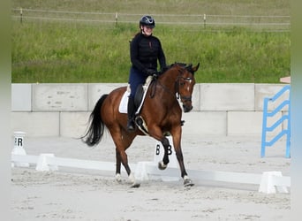 KWPN, Stute, 5 Jahre, 168 cm, Brauner
