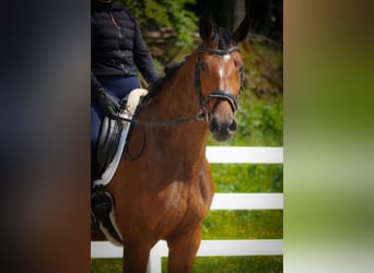 KWPN, Stute, 5 Jahre, 168 cm, Brauner