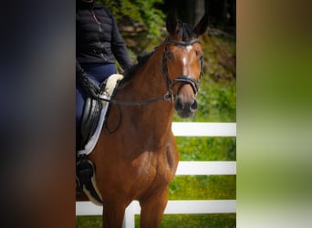 KWPN, Stute, 5 Jahre, 168 cm, Brauner