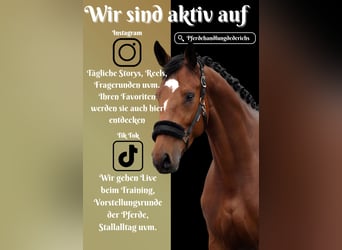 KWPN, Stute, 5 Jahre, 168 cm, Brauner