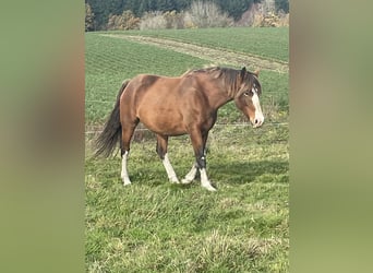 KWPN, Stute, 5 Jahre, 168 cm