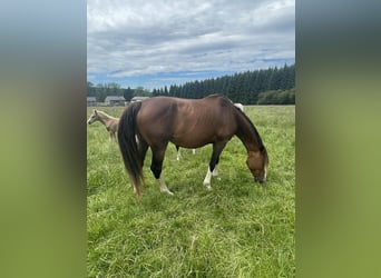 KWPN, Stute, 5 Jahre, 168 cm