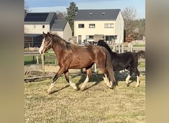 KWPN, Stute, 5 Jahre, 168 cm