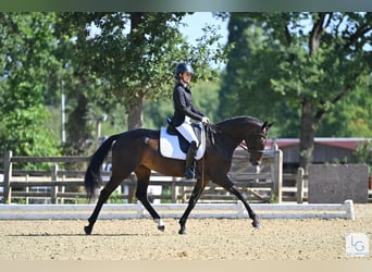 KWPN, Stute, 5 Jahre, 168 cm, Dunkelbrauner