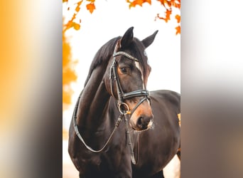 KWPN, Stute, 5 Jahre, 168 cm, Dunkelbrauner KWPN, Stute, 5 Jahre, 168 cm, Dunkelbrauner