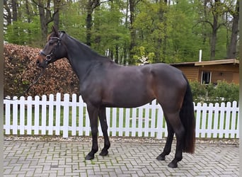 KWPN, Stute, 5 Jahre, 168 cm, Dunkelbrauner