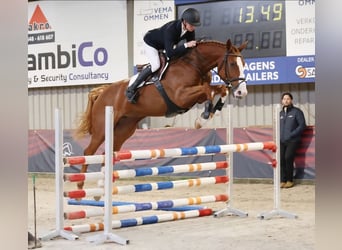 KWPN, Stute, 5 Jahre, 168 cm, Fuchs