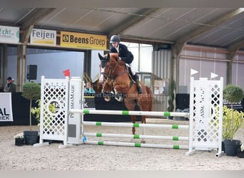 KWPN, Stute, 5 Jahre, 168 cm, Fuchs