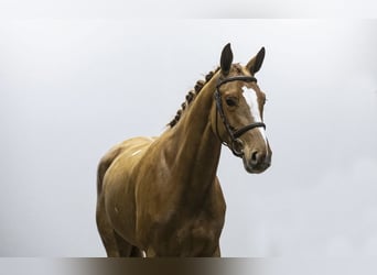 KWPN, Stute, 5 Jahre, 168 cm, Fuchs
