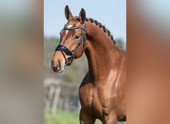 KWPN, Stute, 5 Jahre, 168 cm, Hellbrauner