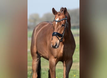 KWPN, Stute, 5 Jahre, 168 cm, Hellbrauner