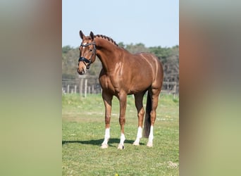 KWPN, Stute, 5 Jahre, 168 cm, Hellbrauner