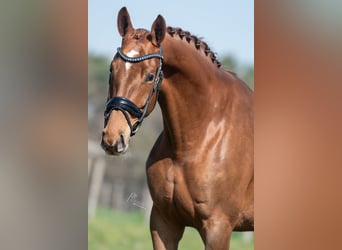 KWPN, Stute, 5 Jahre, 168 cm, Hellbrauner