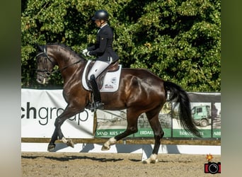 KWPN, Stute, 5 Jahre, 168 cm, Rappe