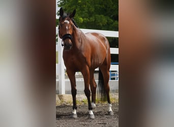 KWPN, Stute, 5 Jahre, 168 cm, Rappe