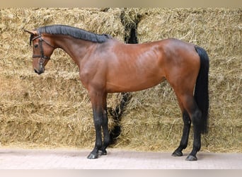 KWPN, Stute, 5 Jahre, 168 cm, Rotbrauner