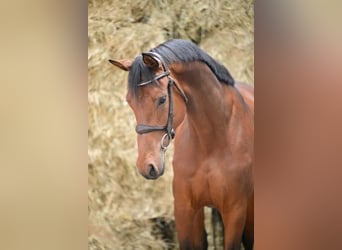 KWPN, Stute, 5 Jahre, 168 cm, Rotbrauner