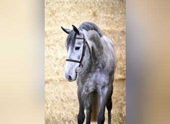 KWPN, Stute, 5 Jahre, 168 cm, Schimmel