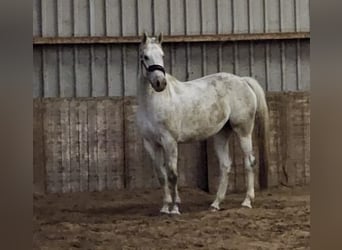 KWPN, Stute, 5 Jahre, 168 cm, Schimmel