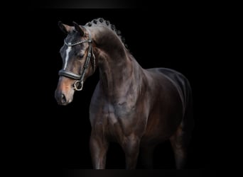 KWPN, Stute, 5 Jahre, 168 cm, Schwarzbrauner