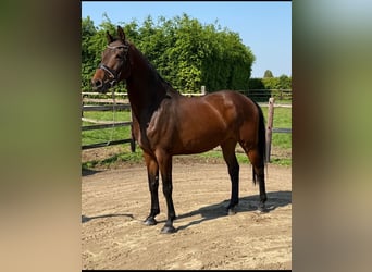 KWPN, Stute, 5 Jahre, 169 cm, Brauner