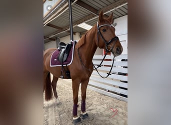 KWPN, Stute, 5 Jahre, 169 cm, Fuchs