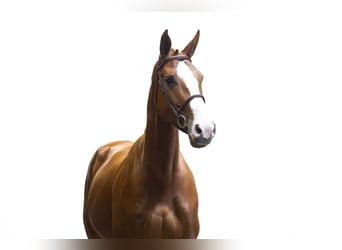 KWPN, Stute, 5 Jahre, 169 cm, Fuchs