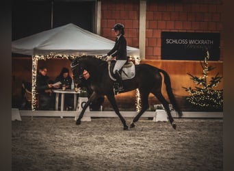 KWPN, Stute, 5 Jahre, 169 cm, Schwarzbrauner