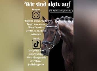 KWPN, Stute, 5 Jahre, 169 cm, Schwarzbrauner