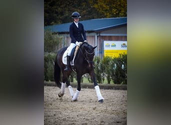 KWPN, Stute, 5 Jahre, 169 cm, Schwarzbrauner