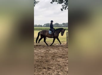 KWPN, Stute, 5 Jahre, 170 cm, Dunkelbrauner