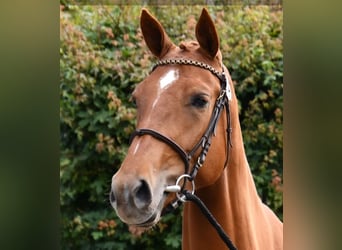 KWPN, Stute, 5 Jahre, 170 cm, Dunkelfuchs