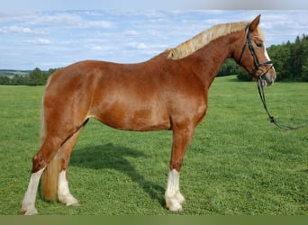 KWPN, Stute, 5 Jahre, 170 cm, Fuchs
