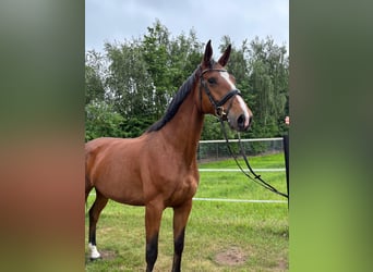 KWPN, Stute, 5 Jahre, 170 cm, Hellbrauner