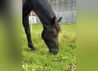 KWPN, Stute, 5 Jahre, 170 cm, Rappe