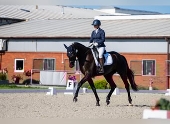 KWPN, Stute, 5 Jahre, 170 cm, Rappe