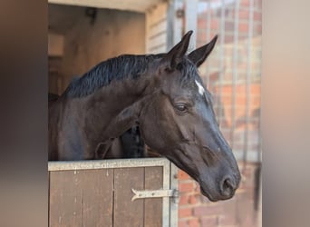 KWPN, Stute, 5 Jahre, 170 cm, Rappe