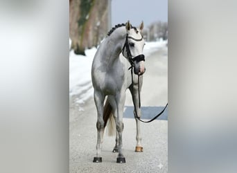 KWPN, Stute, 5 Jahre, 170 cm, White